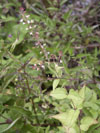 čarovník prostřední - Circaea x intermedia