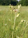 pcháč zelinný - Cirsium oleraceum