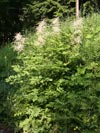 udatna lesn - Aruncus vulgaris