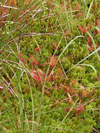 rosnatka okrouhlolist - Drosera rotundifolia