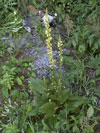 divizna černá - Verbascum nigrum