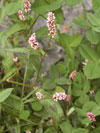 rdesno červivec - Persicaria maculata