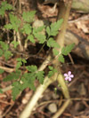 kakost smrdutý - Geranium robertianum