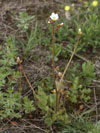 lomikmen zrnat - Saxifraga granulata