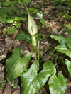 árón východní - Arum cylindraceum