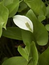 ďáblík bahenní - Calla palustris