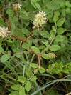 kozinec sladkolistý - Astragalus glycyphyllos