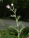 pcháč bělohlavý - Cirsium eriophorum