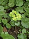 mokr stdavolist - Chrysosplenium alternifolium