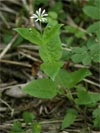 ptainec hajn - Stellaria nemorum