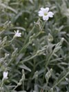 roec plstnat - Cerastium tomentosum