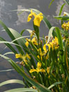 kosatec lut - Iris pseudacorus