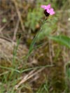 hvozdk kartouzek - Dianthus carthusianorum