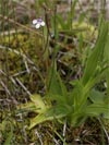 tunice obecn - Pinguicula vulgaris
