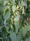 podraec kovitn - Aristolochia clematitis