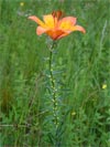 lilie cibulkonosná - Lilium bulbiferum