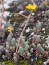 rozchodnk suchomiln pm - Sedum rupestre subsp. erectum