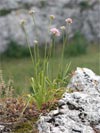 česnek šerý horský - Allium senecens subsp. montanum