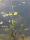 žabník jitrocelový - Alisma plantago-aquatica