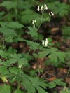 oměj vlčí (oměj vlčí mor) - Aconitum vulparia