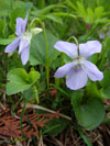 violka Rivinova - Viola riviniana