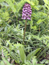 vstava nachov - Orchis purpurea