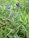 kamejka modronachová - Lithospermum purpurocaeruleum