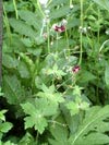 kakost hnědočervený - Geranium phaeum