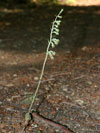 kruštík drobnolistý - Epipactis microphylla