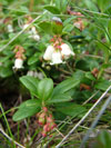 brusinka (brusnice brusinka) - Vaccinium vitis-idaea