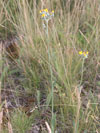 chlupáček hadincovitý (jestřábník hadincovitý) - Pilosella echioides [Hieracium echioides]