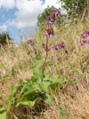 šalvěj přeslenitá - Salvia verticillata