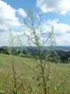 pelyněk černobýl - Artemisia vulgaris
