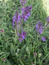 šalvěj luční - Salvia pratensis