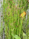 bahnička mokřadní - Eleocharis palustris