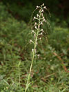 jazýček jadranský - Himantoglossum adriaticum