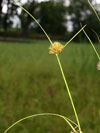ostřice šáchorovitá - Carex bohemica