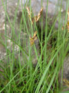 ostřice časná - Carex praecox