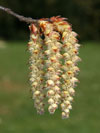 habr obecn - Carpinus betulus