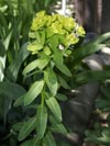 pryec bahenn - Euphorbia palustris