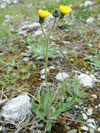 chlupáček lesostepní (jestřábník lesostepní) - Pilosella leptophyton [Hieracium leptophyton]