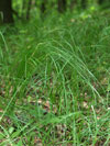 ostřice třeslicovitá - Carex brizoides