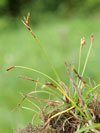 ostřice ptačí nožka - Carex ornithopoda