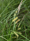 ostřice měchýřkatá - Carex vesicaria