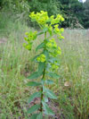 pryec plocholist - Euphorbia platyphyllos