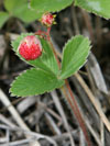 jahodnk trvnice - Fragaria viridis