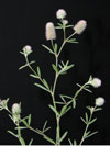jetel rolní - Trifolium arvense