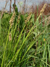 ostřice liščí - Carex vulpina