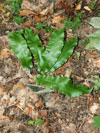 jelení jazyk celolistý - Phyllitis scolopendrium