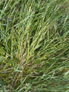 ostřice ječmenovitá - Carex hordeistichos